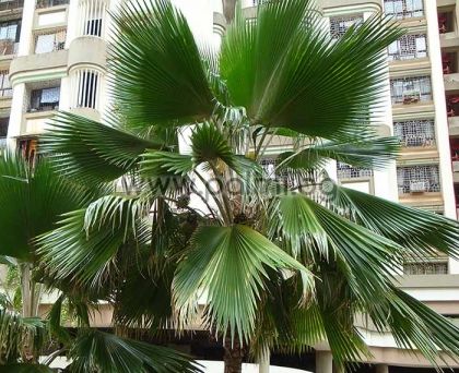 Pritchardia thurstonii, Fiji palm