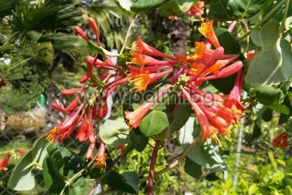 Honeysuckle Dropmore Scarlet