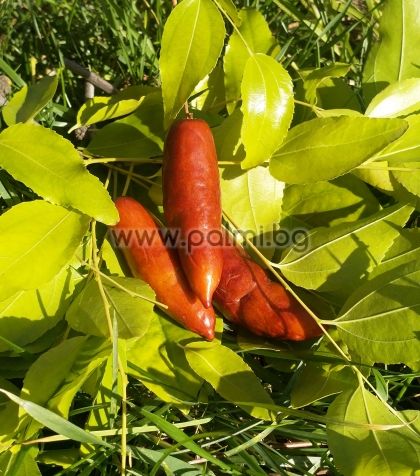 Chinese Date var. Tigertooth