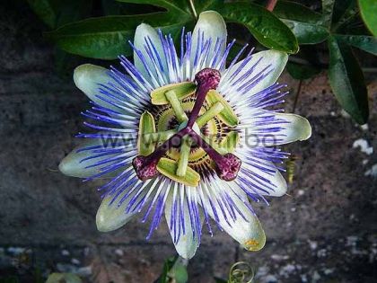 Passiflora caerulea, Blaue Passionsblume