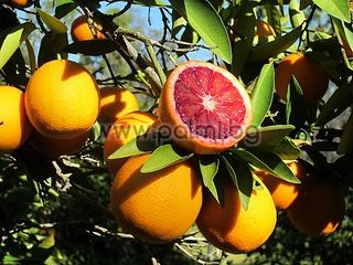 Citrus sinensis Moro, Blutorange von Botanischem Garten - Plovdiv, Bulgarien