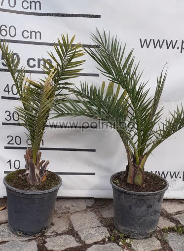 Canary Island Date Palm, 120-130 cm, pot 4 ltr.