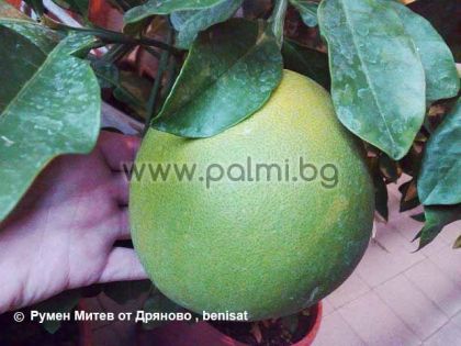 Citrus grandis, Citrus maxima  Pomelo, Pummelo, Pampelmuse von Botanischem Garten - Plovdiv, Bulgarien