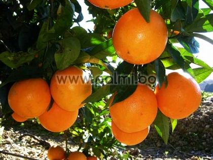 Orange Arancio