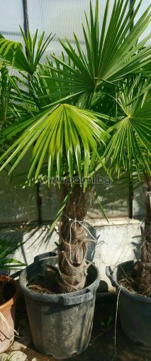 Windmil palm, Chusan palm, Trachycarpus palm Italia
