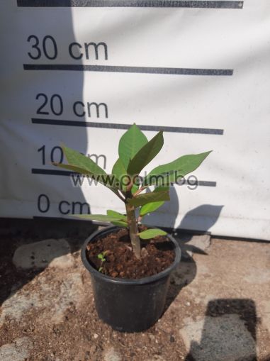  Плумерия от семе