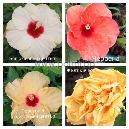 Hybrid chinese hibiscus