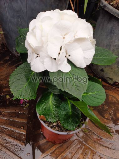 Big Leaf Hydrangea White