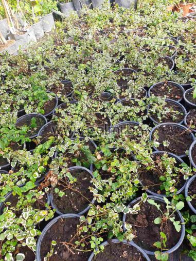 Фикус пумила вариегата,Фикус репенс, Ficus pumila 'Variegata'