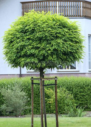 Silberakazie, Robinia pseudoacacia