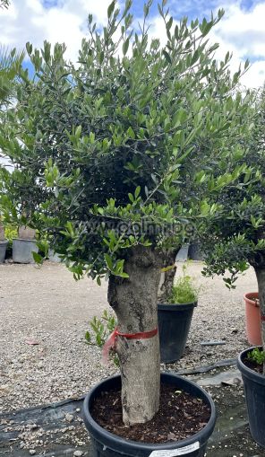Olea europaea-Bonsai