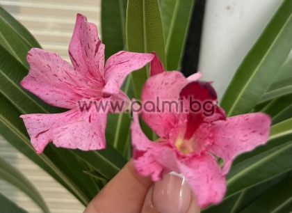 Олеандър, Еве,Oleander EVE