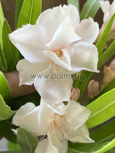 Олеандър, Рококо Роуз, Oleander Rokoko Rose