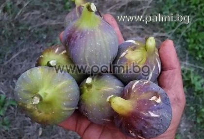 Fig 'Izmir' M