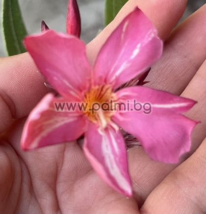 Oleander   Mont Salmon