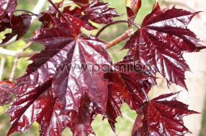 Acer platanoides 'Crimson King', Norway maple 'Crimson King'