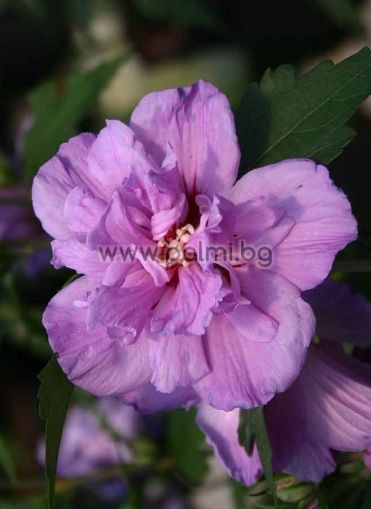 Hibiscus Syriacus