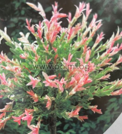 Persian Silk Tree, Pink Silk Tree