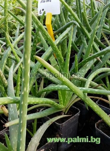 Aloe, 2 years old plant