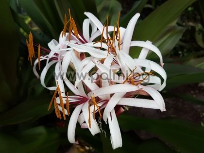 Crinum asiaticum, Crinum Lilie, Asiatische Hakenlilie, Spinnenlilie