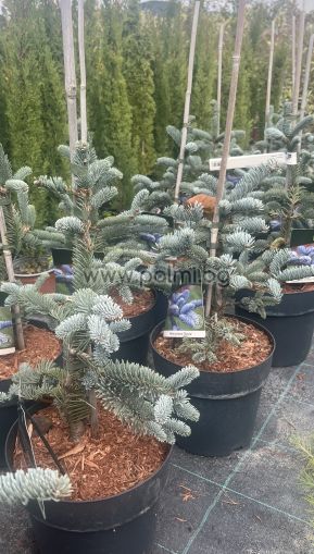 Grafted White Fir