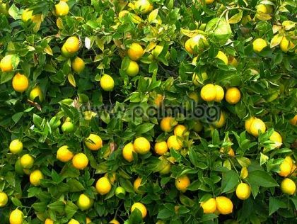 Citrus x Meyeri, Meyer Lemon