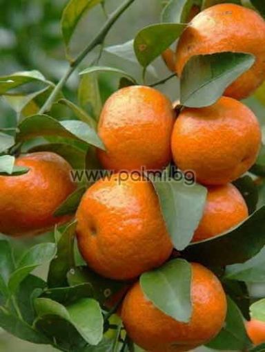 Hybrid Mandarin Cleopatra