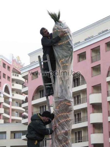 For winter heating of palm trees