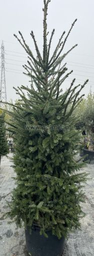 Picea omorika – The Elegant Serbian Spruce