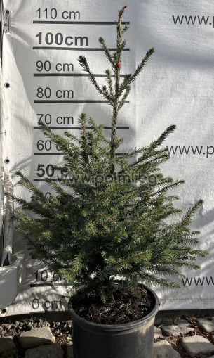 Picea omorika – The Elegant Serbian Spruce