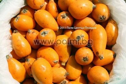 Японска мушмула сорт Гиганте,Eriobotrya japonica var. Gigante