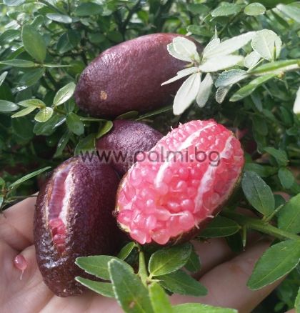 Австралийски Фингър Лайм