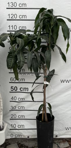 Манго, сорт Палмер,Mango var. Palmer