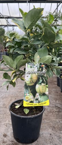 Citrus Lemon Foliis Variegatis