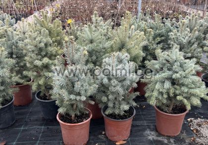 Blue Spruce, Picea Pungens Glauca