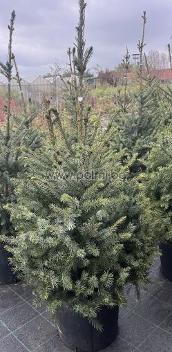Picea omorika – The Elegant Serbian Spruce