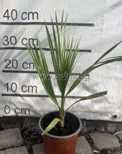 Вашингтония Филифера,  Калифорнийска Влакнеста Палма