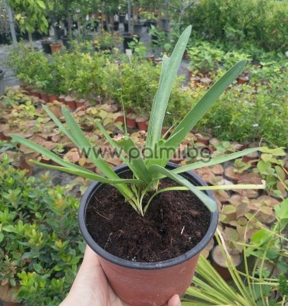 Tulbaghia violacea,African garlic