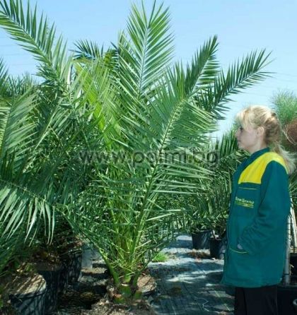 Kanarische Dattel-Palme