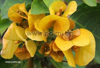 Бугенвилея, жълта, сорт 'Hawaiian Gold'