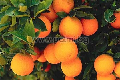 Citrus sinensis Valencia, Orange von Botanischem Garten - Plovdiv, Bulgarien