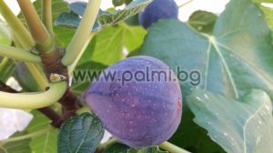 Fig variety Turca (Turkish)