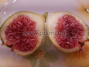 Fig variety Palazzo