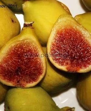 Fig variety Hardy Yellow
