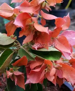 Bougainvillea 'Double Pink', pink-orange flowers