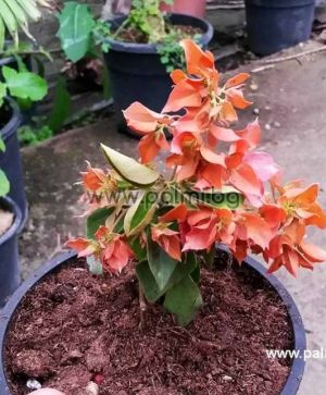 Bougainvillea 'Double Pink', pink-orange flowers