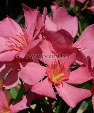 Oleander pink with yellow center, 'Soleil Levant'