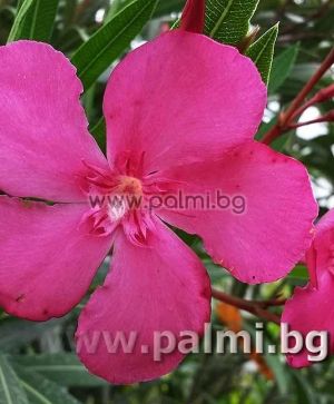 Oleander dark pink, cold hardy, 'Margarita'