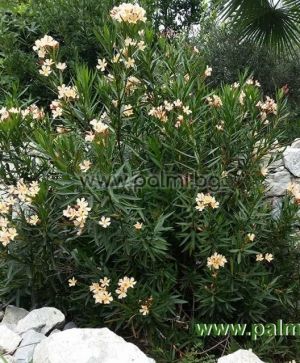 Oleander light orange, 'Angiolo Pucci'