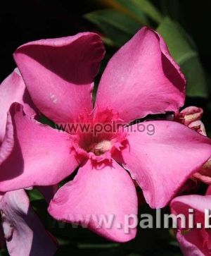 Oleander dark pink, 'Belle Helene'